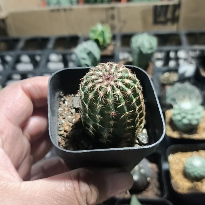 花花世界迷人眼的球球好