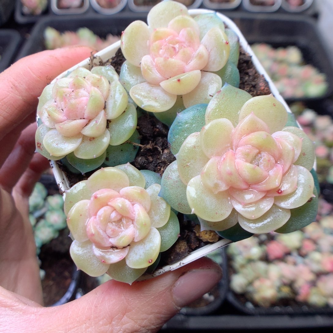 无花朵E111。yyyyyyyy