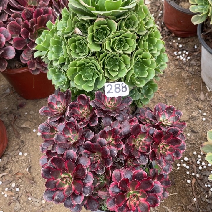 无花朵288对肉植物组合