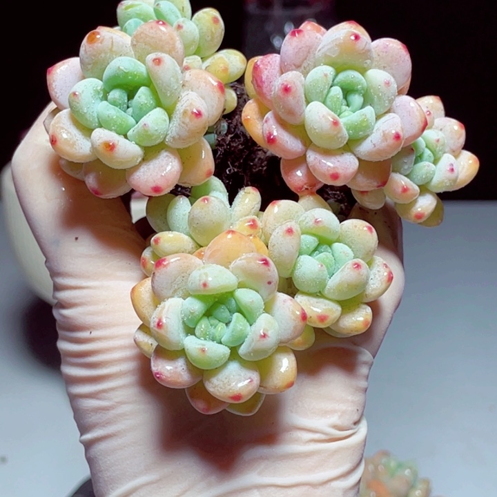 罗琦3颗带土球发货