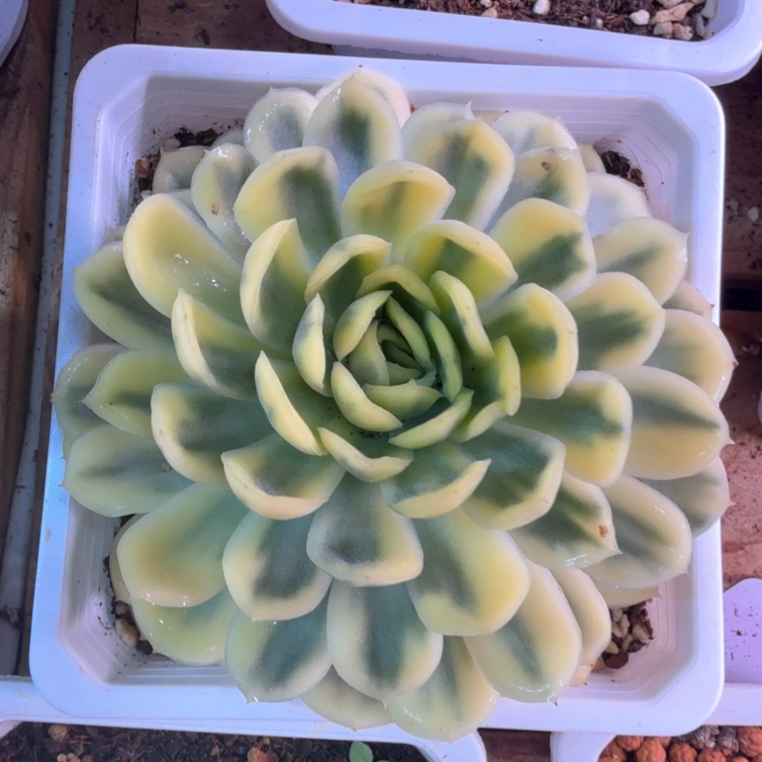 草莓冰锦 多肉植物