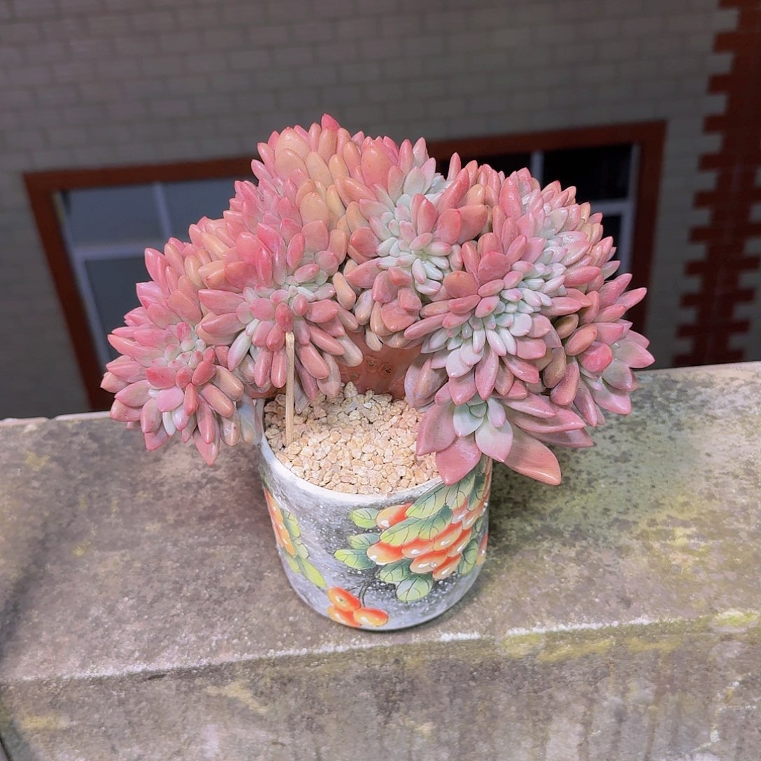 桃花眼缀一物一拍