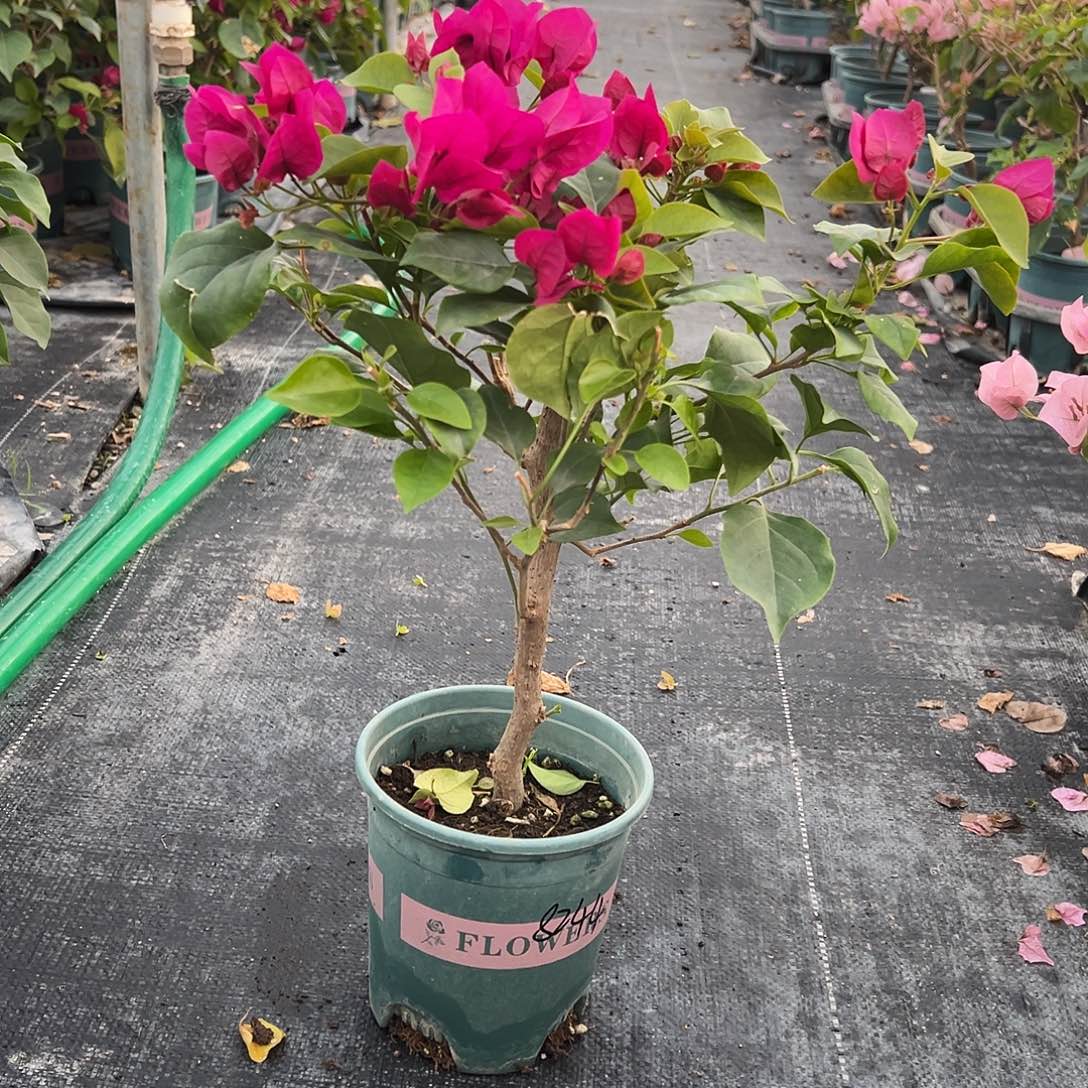 先***姐完全开放粗杆 玫瑰红 8244