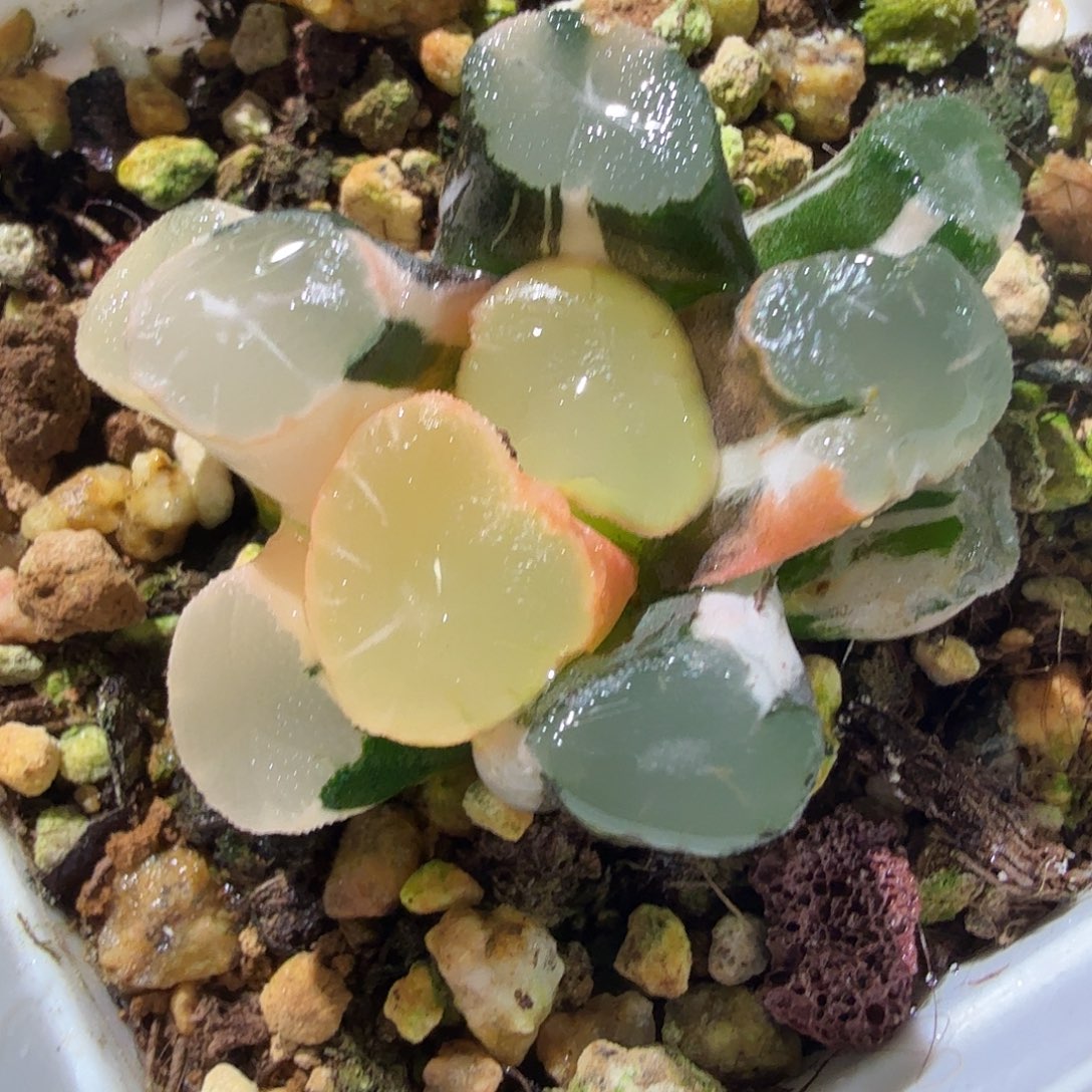 万象锦，多肉植物。