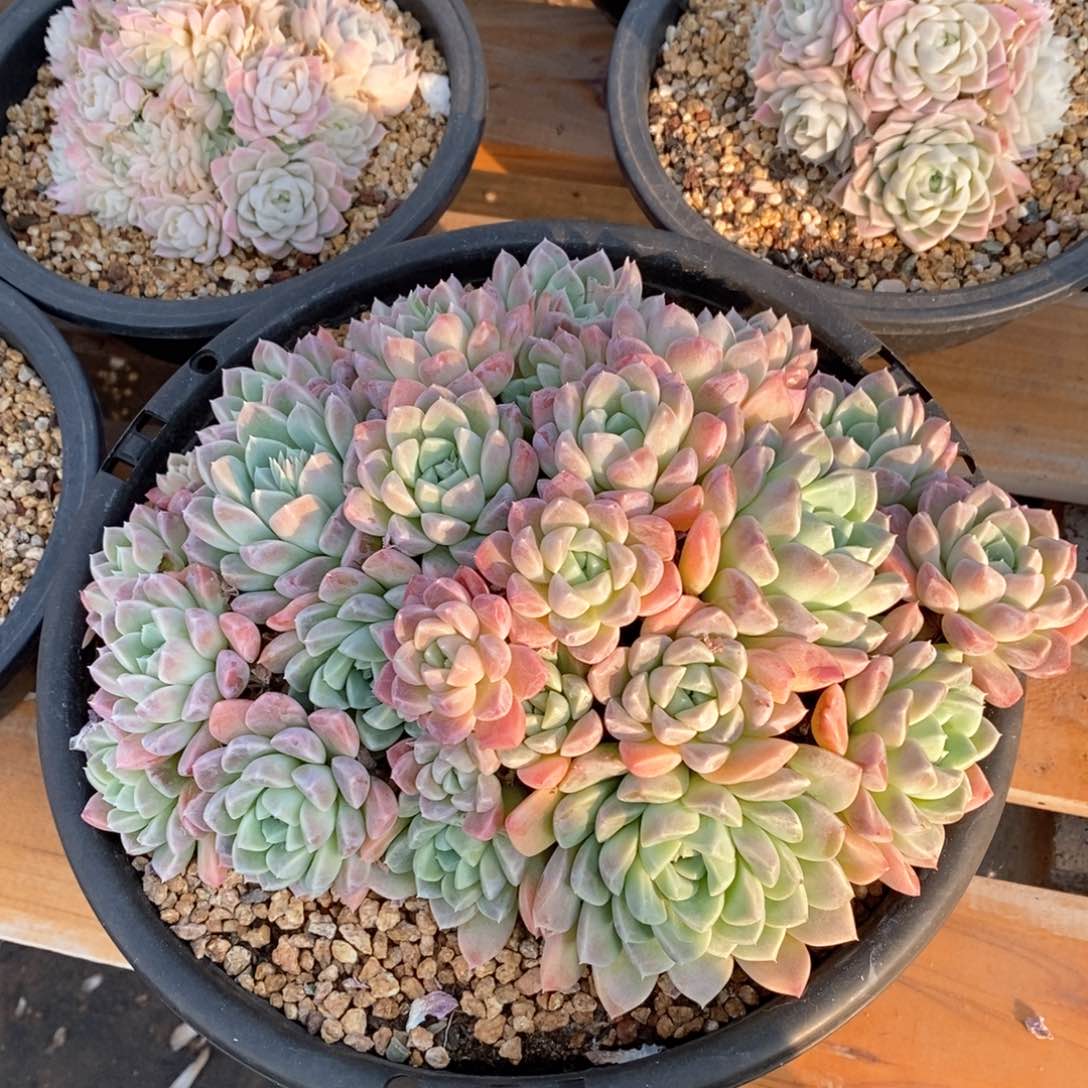 精品多肉一物一拍不包整219