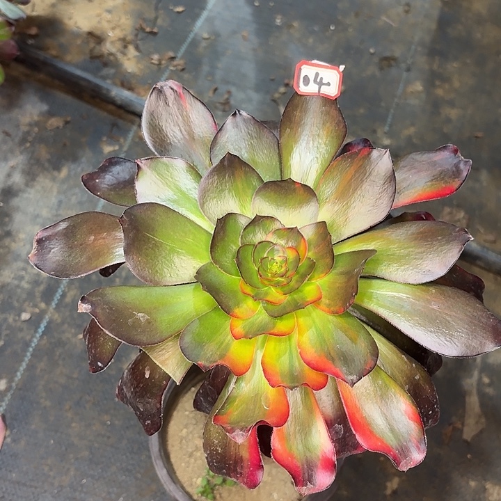 巫毒七彩大长腿104多肉