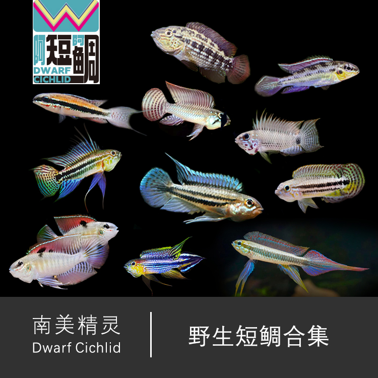 野生短鲷合集 白兰特 酋长 二线 伊丽莎白 帆 棋盘短鲷
