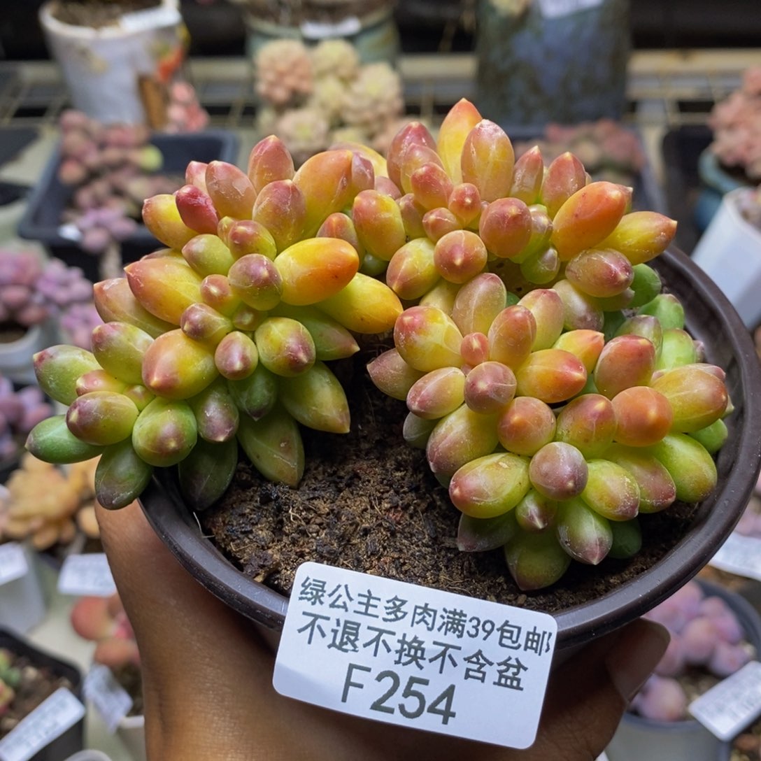 254香蕉树缀多肉轻微掉叶