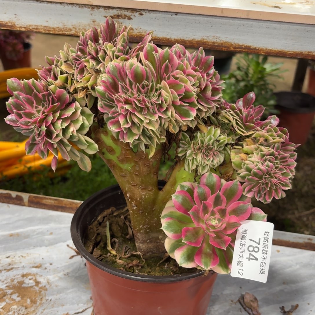 784粉女巫缀化多肉植物