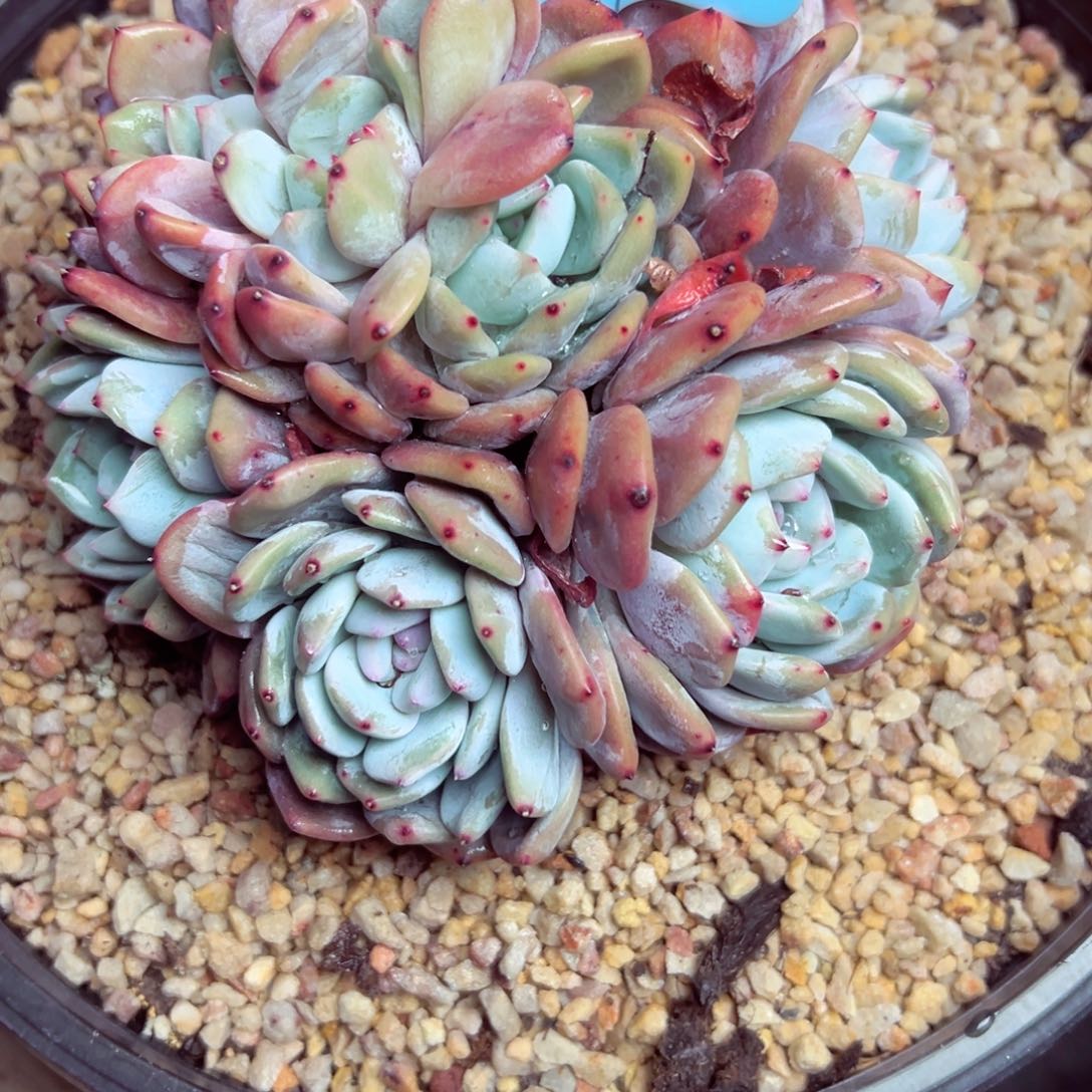 ?***婷李晓婷98雪天使多头