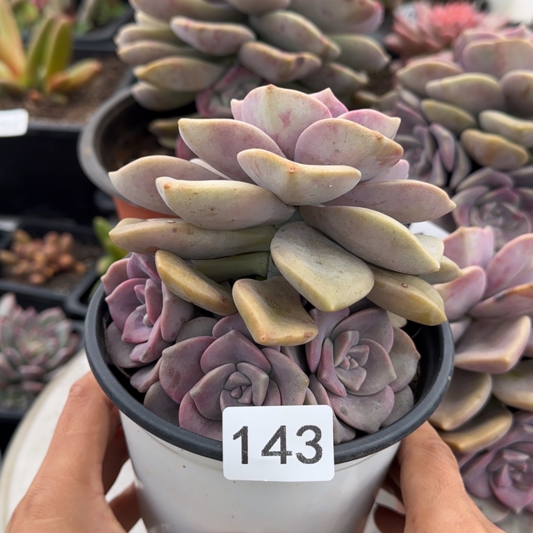 并***鱼143号一物一拍一物一拍