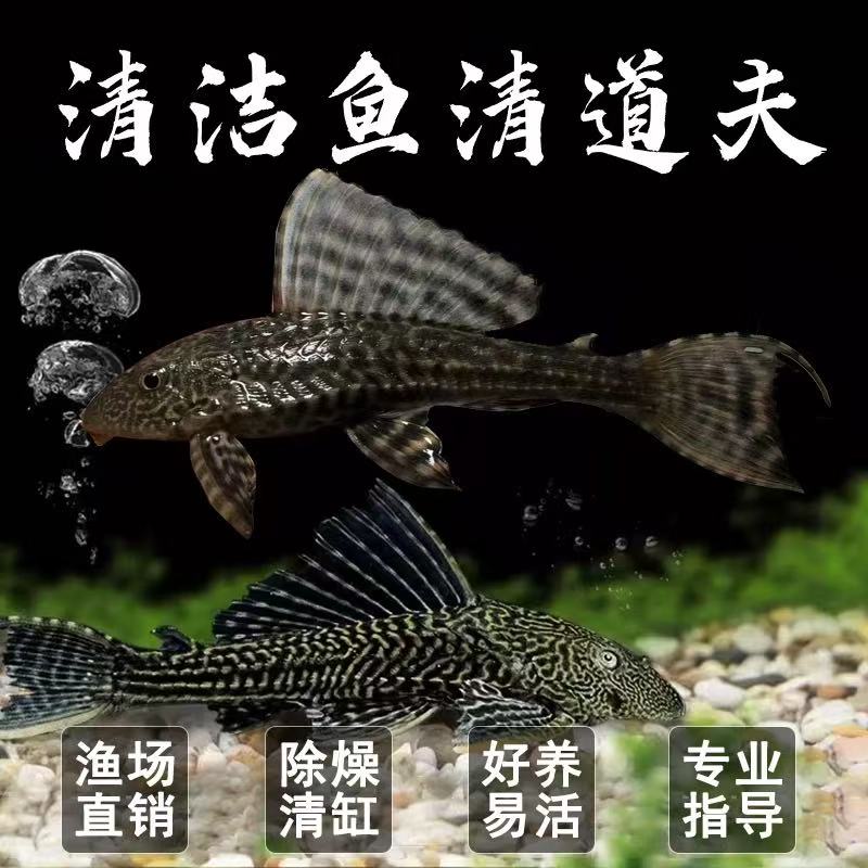 【黑夫】清道夫鱼缸清洁工除藻青苔工具鱼吃垃圾的鱼热带观赏鱼活体