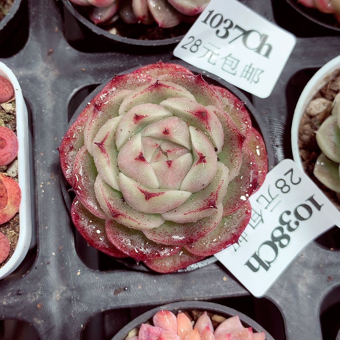 5厘米盆精控多肉1038