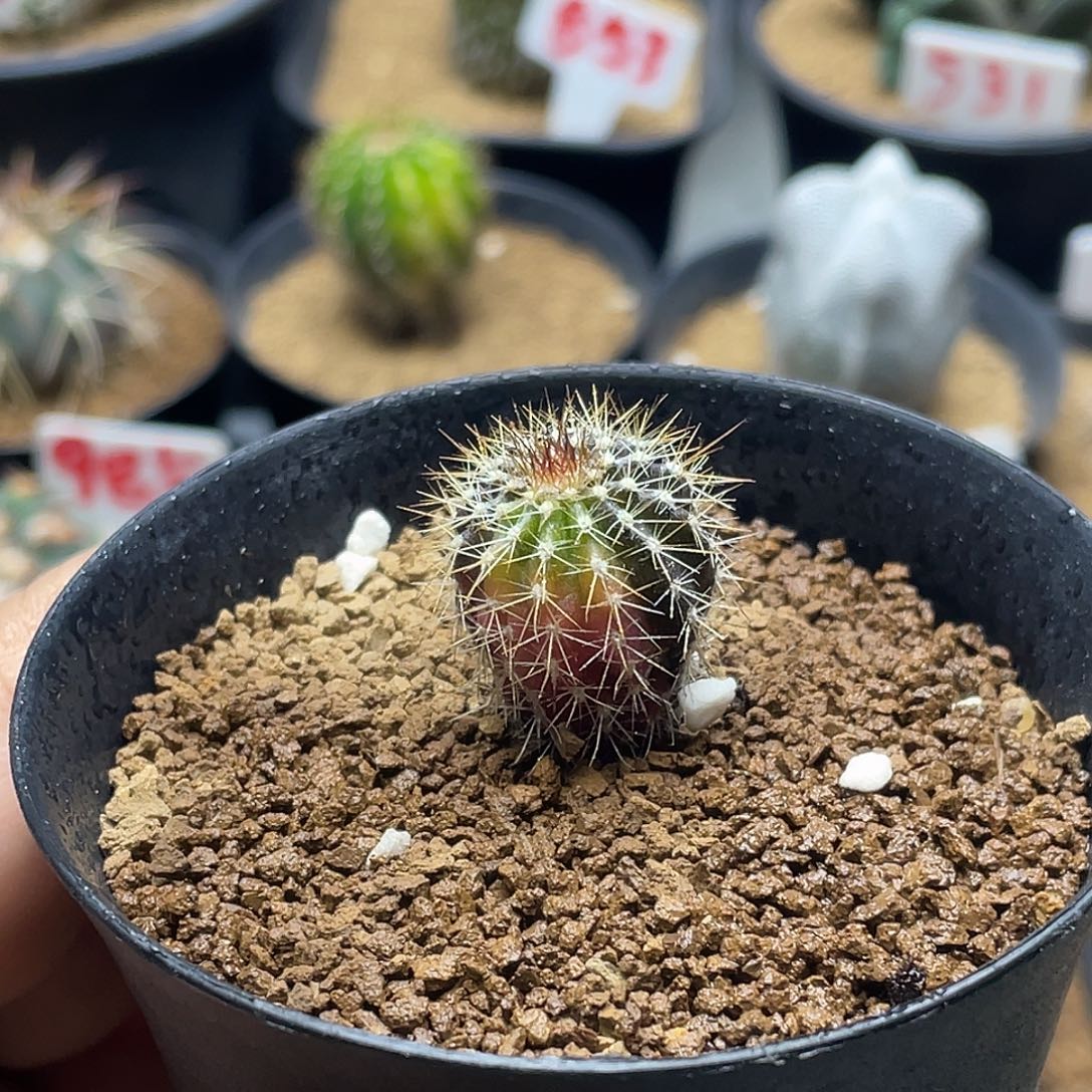 实生节刺尤伯球彩虹锦