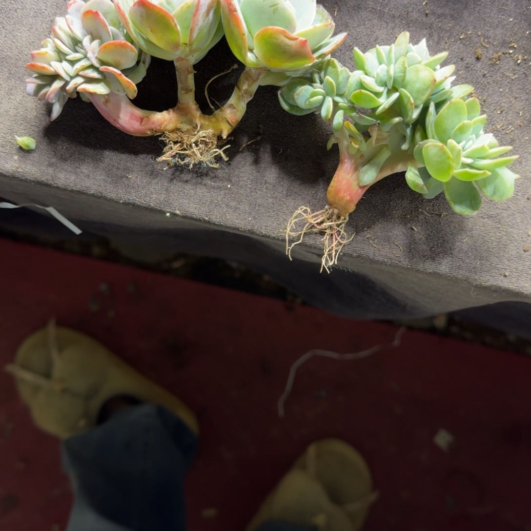 今***你两颗白凤缀化一物一拍