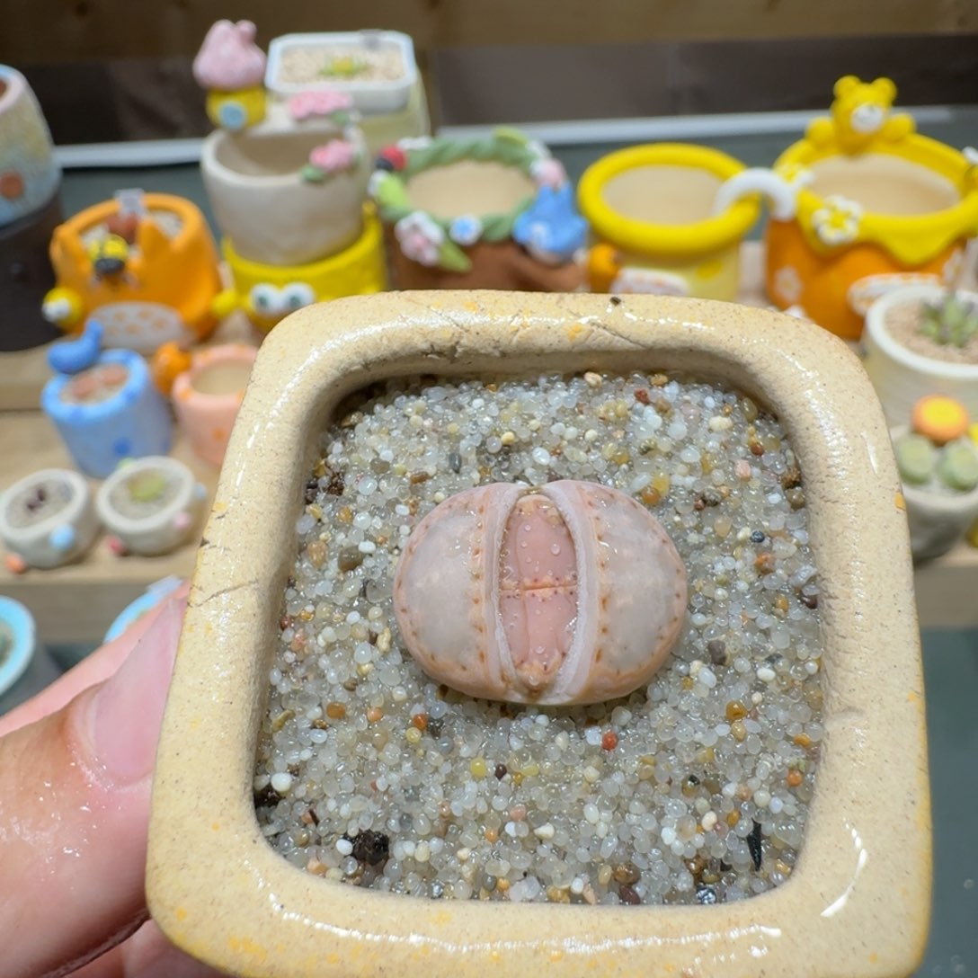 红陶蘑菇632c171饼干