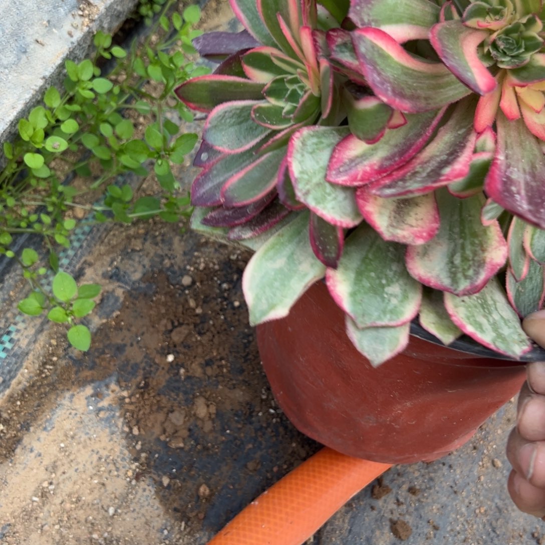 115黑魔锦多肉多肉多肉