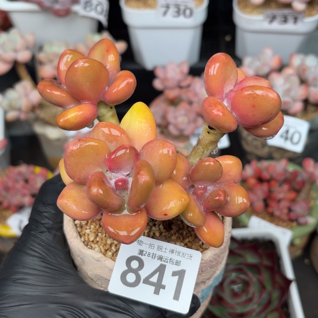 芒果KK奶无盆土发货