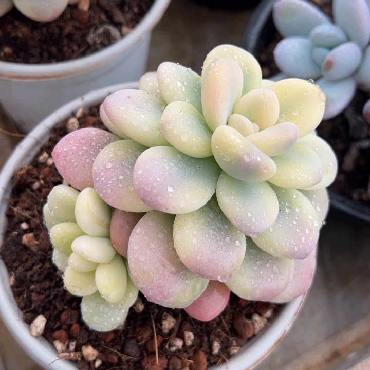 洛神锦 双头 多肉植物