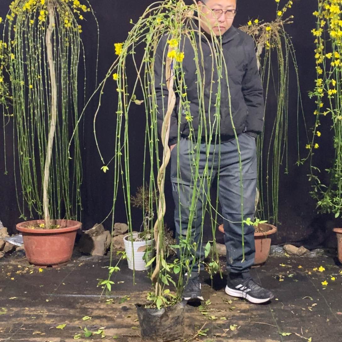 探春花，一物一拍