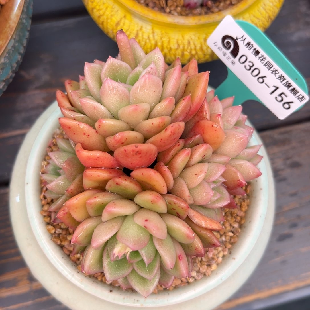 多肉一物一拍0306-156