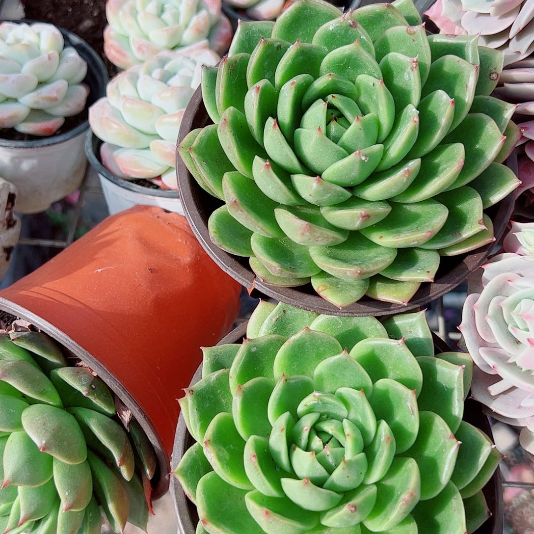 绿水鬼大单头精品特价