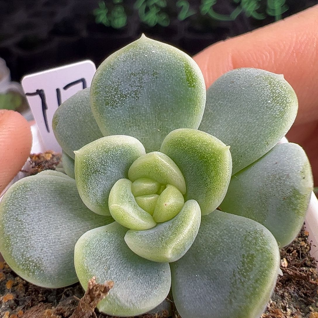 三头717甜心一物一拍