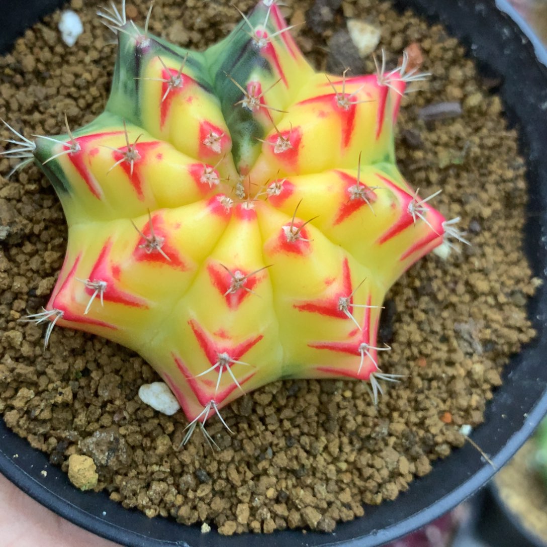 仙人球米哈小红唇