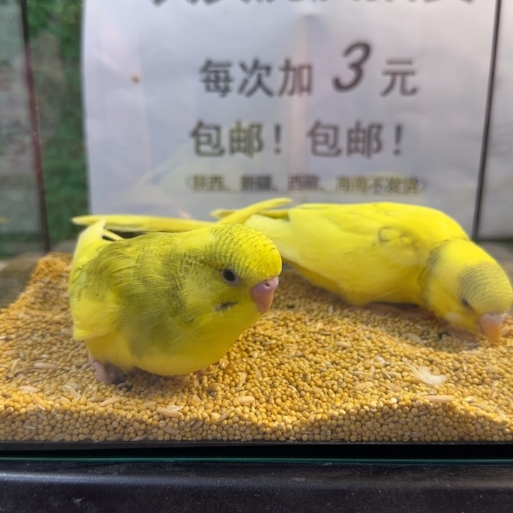 虎皮鹦鹉大头虎皮鹦鹉