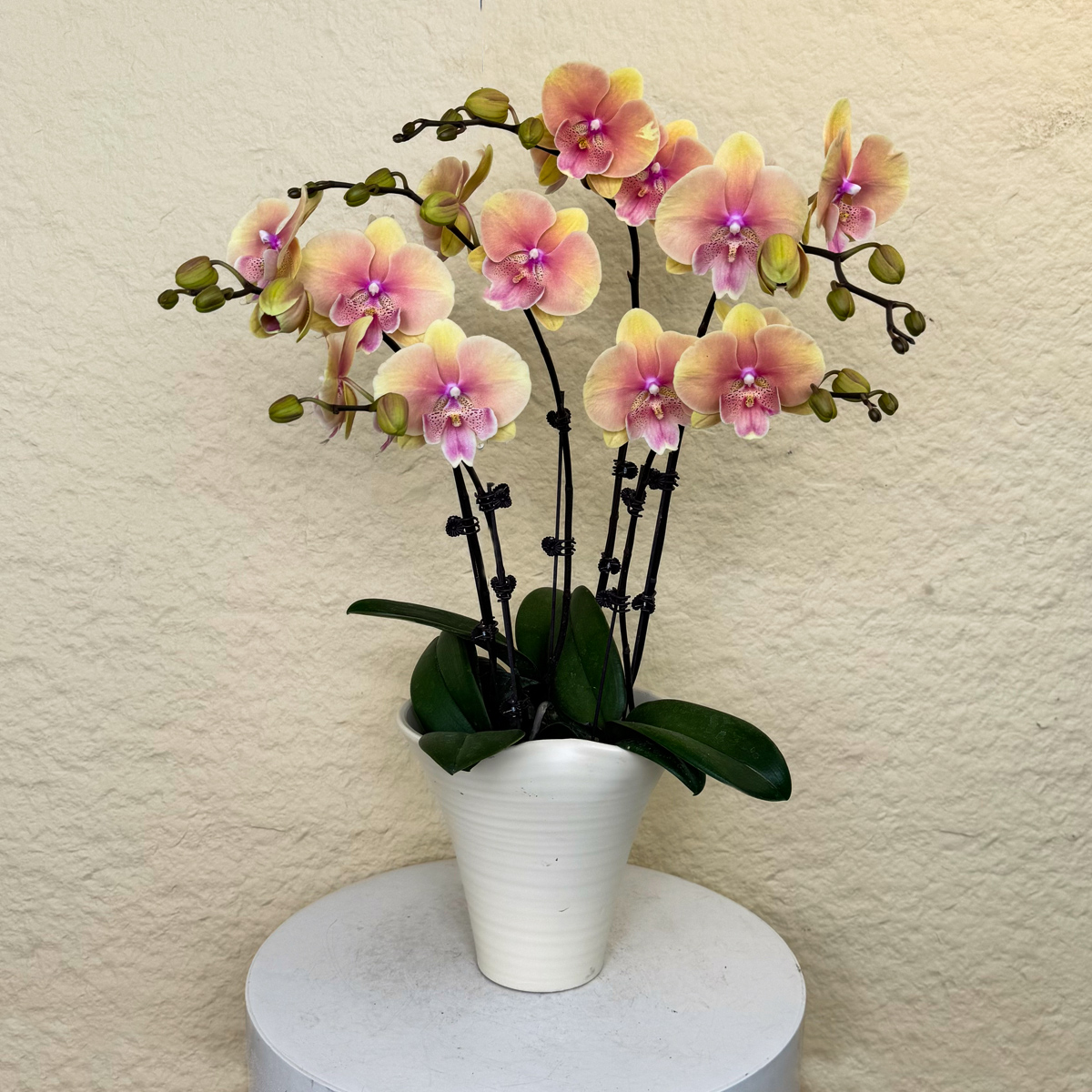 【蜜桃508】欧州鲜花蝴蝶兰 渐变橘黄色系 大花舌系列 高端家居花卉