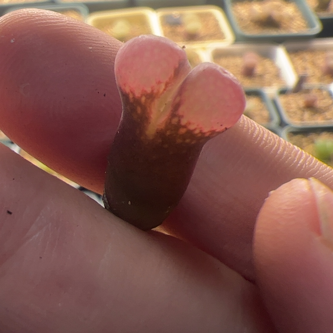 卢****杂交加c10两年株风铃玉