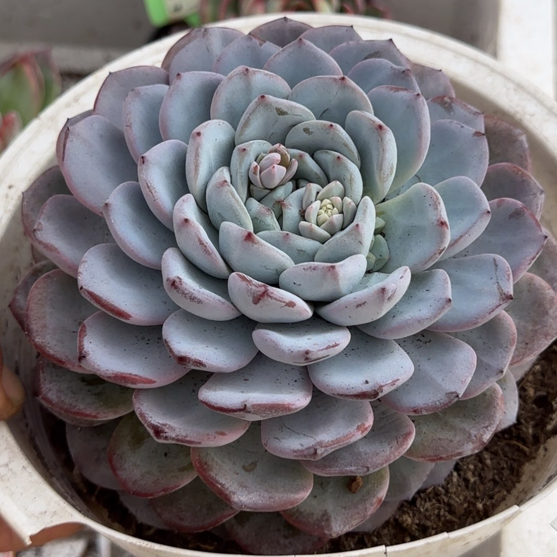维特一物一拍包装收缩花旱