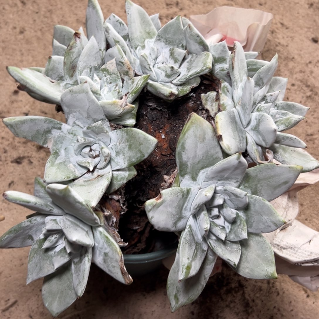 投***剑哥看看～一物一拍～