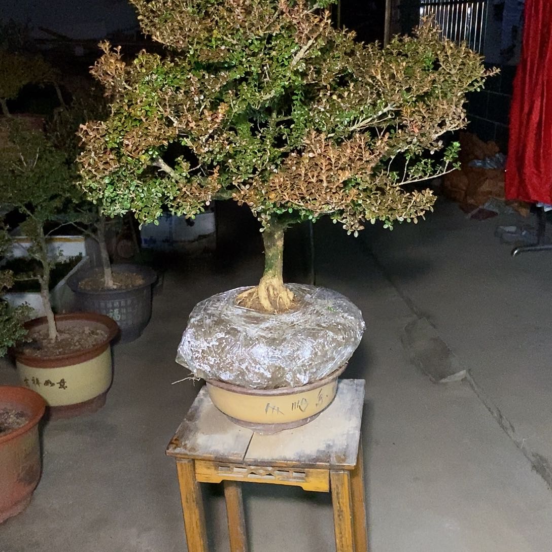 黄***良安徽大别山珍珠黄杨