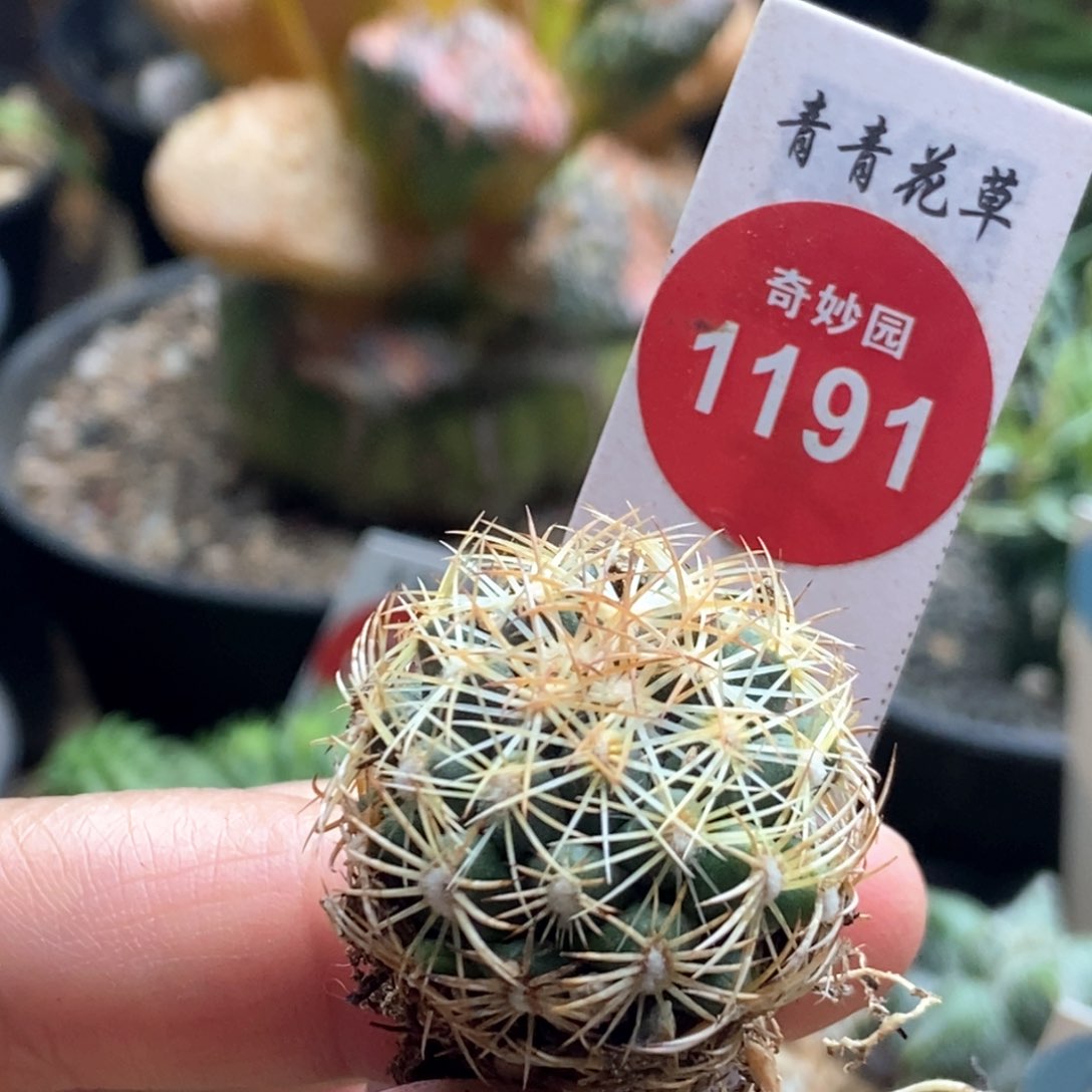 金刺狮子奋迅一颗