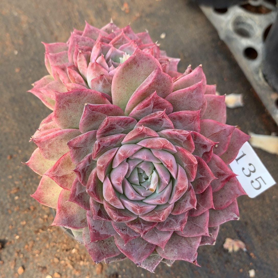 4135杂交精品基地11厘米