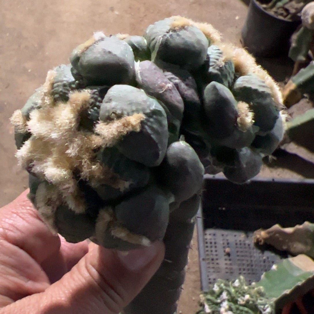 双头大尤连山牡丹757