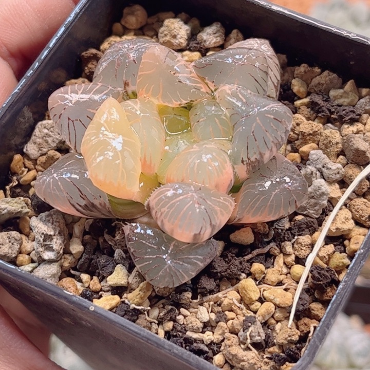 无花朵十二卷实生冰灯锦