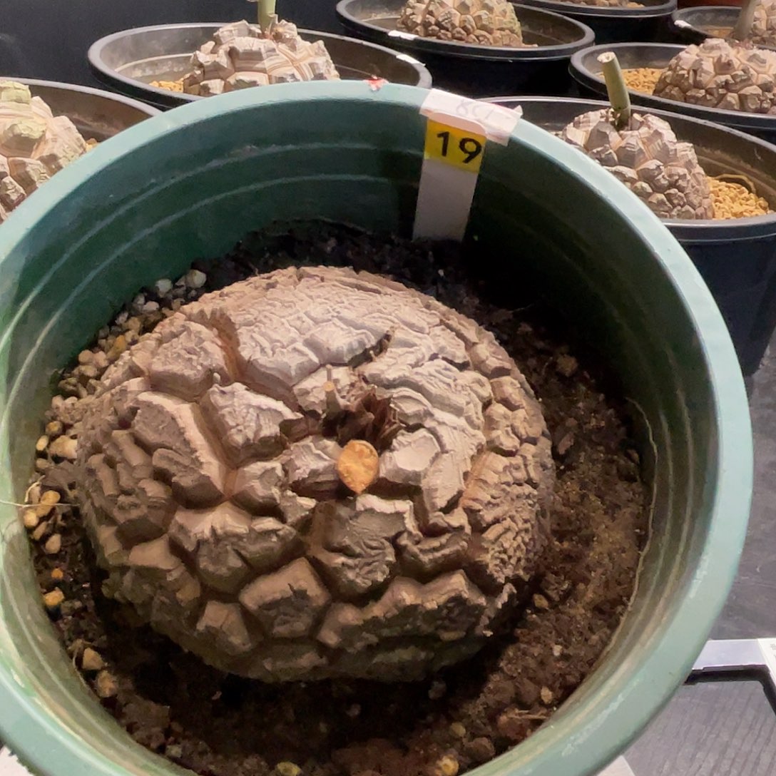 19号龟甲龙不退不换