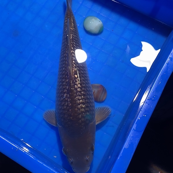 锦鲤锦鲤活鱼开箱包活