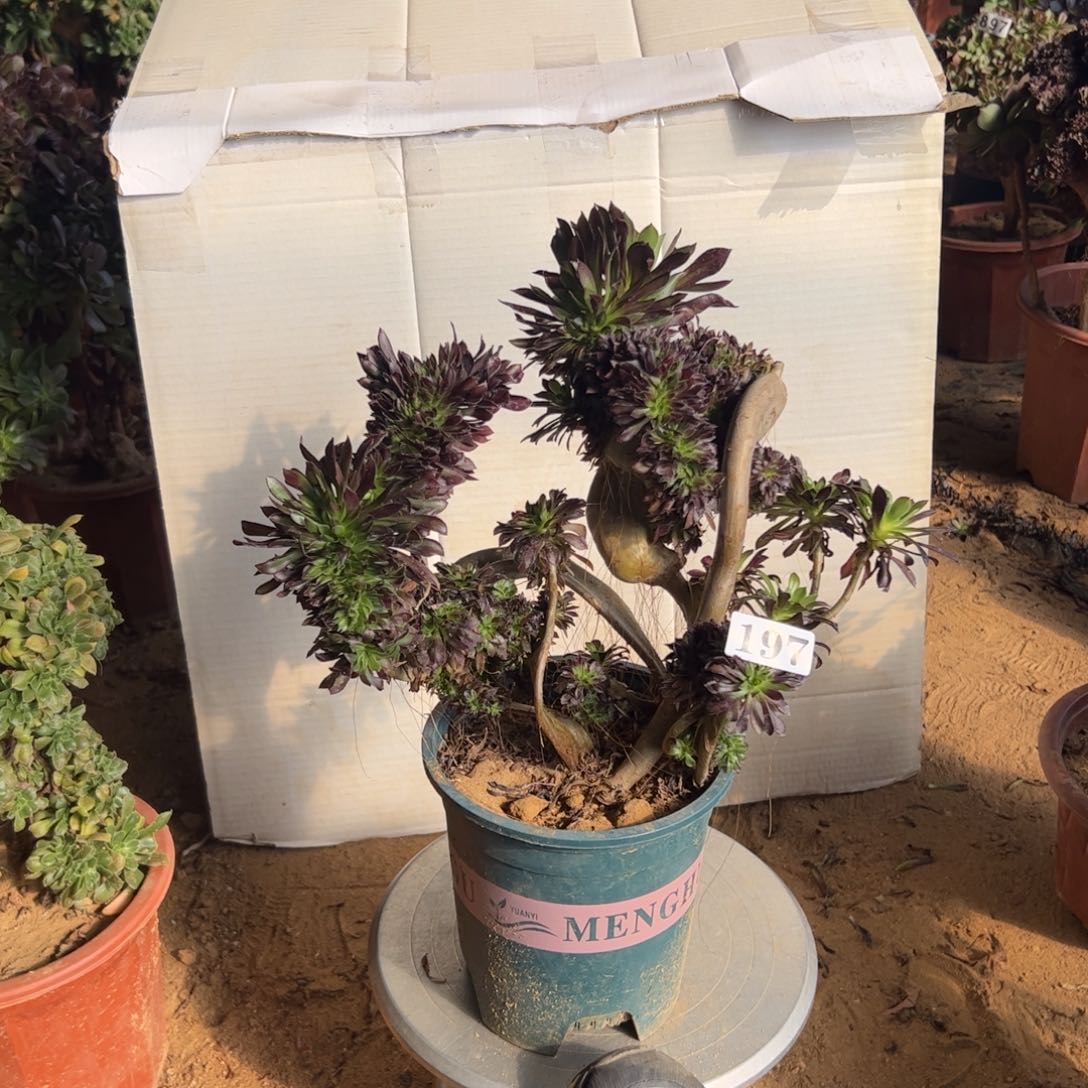 有伤黑缀197高28