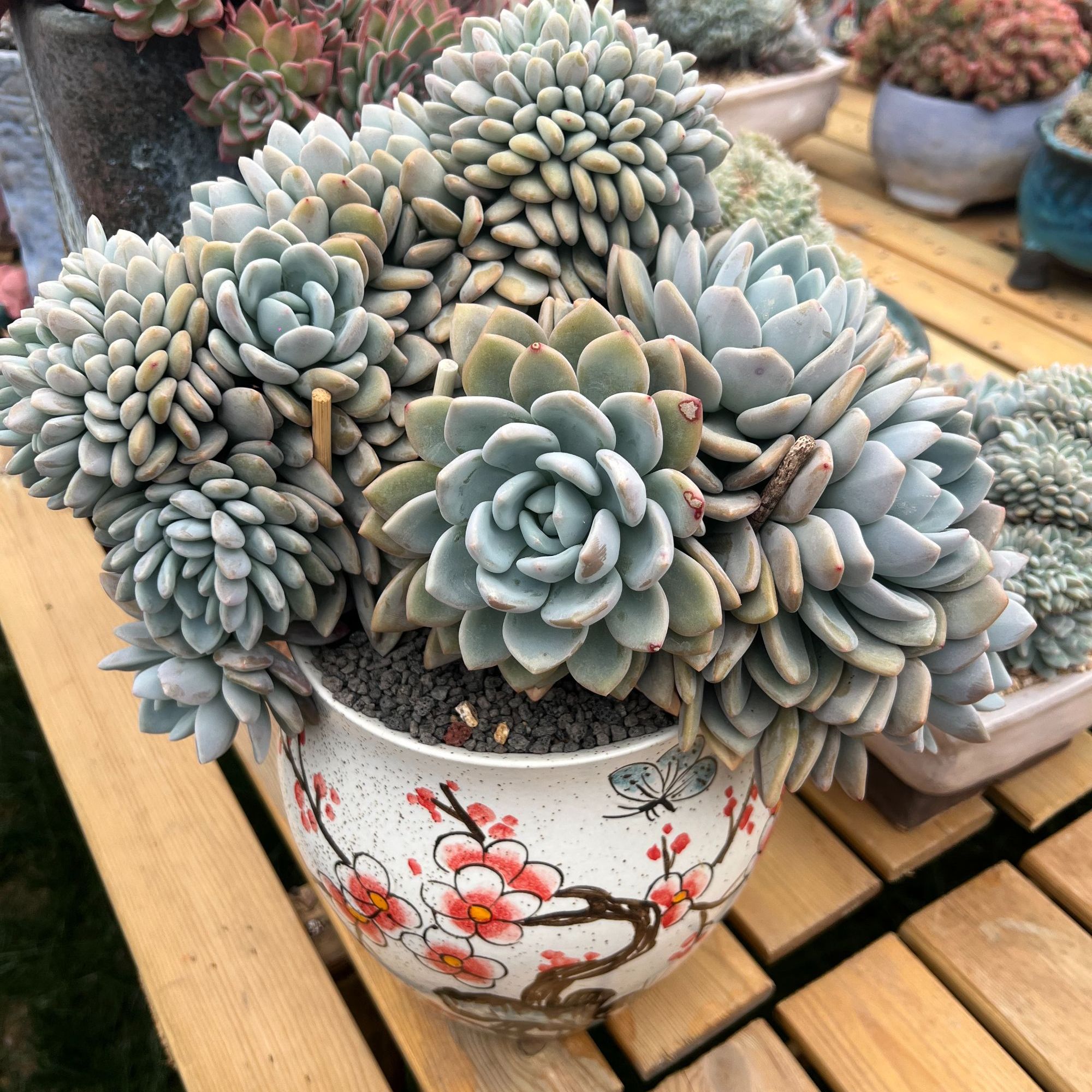 花希花卉精品老桩多肉