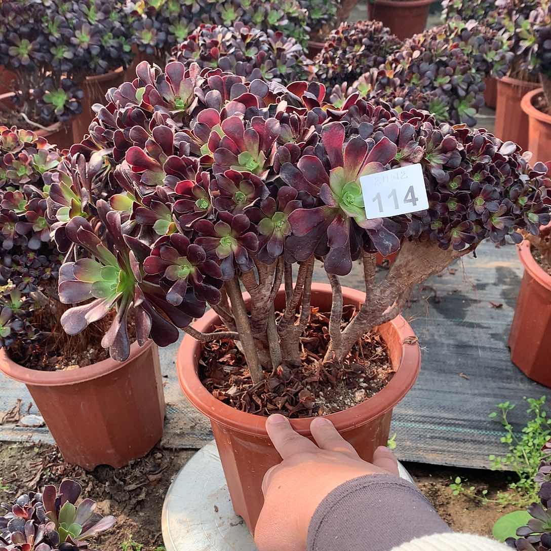 红陶114欧紫朵朵的