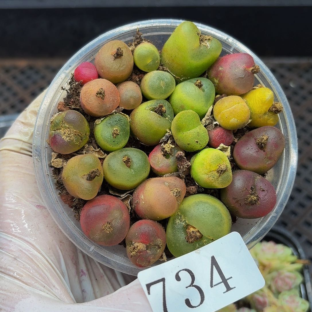 多肉植物多肉植物734