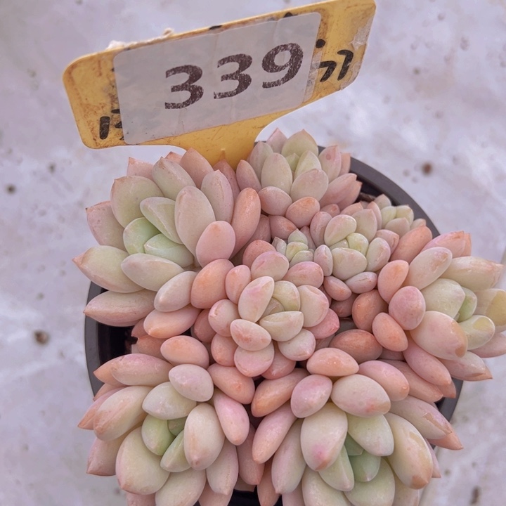 健健康康平平安安