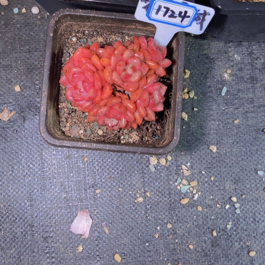 C***y1724爱丽儿小群一颗