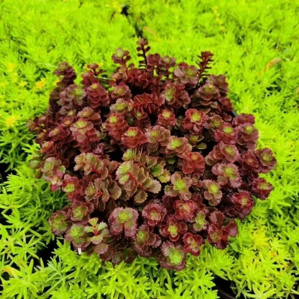 小球玫瑰胭脂红景天整桩带盆带土紫红色藤蔓多肉植物耐冻好养