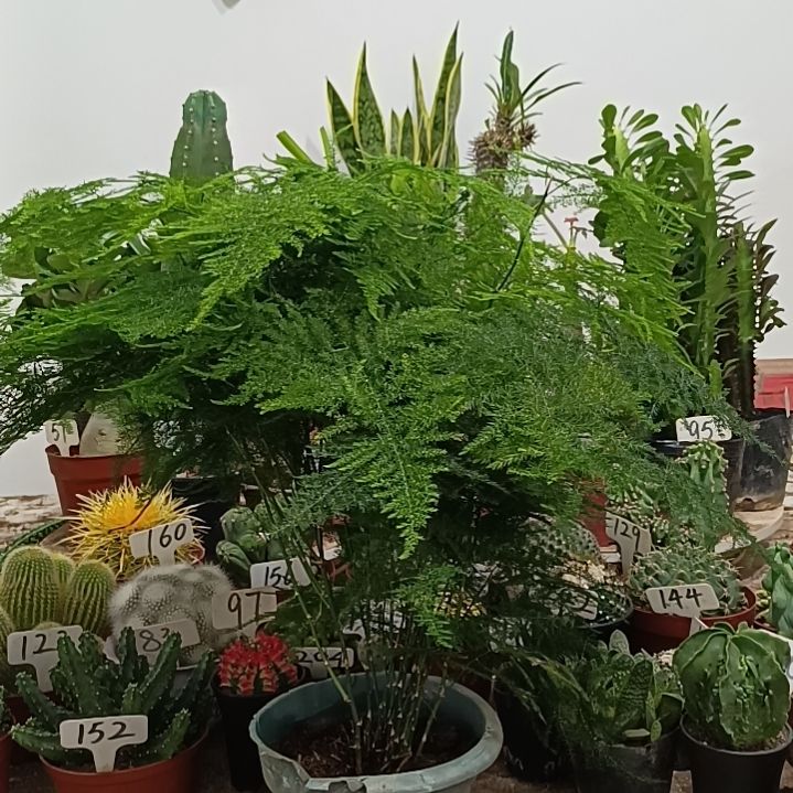 无花朵文竹      20元