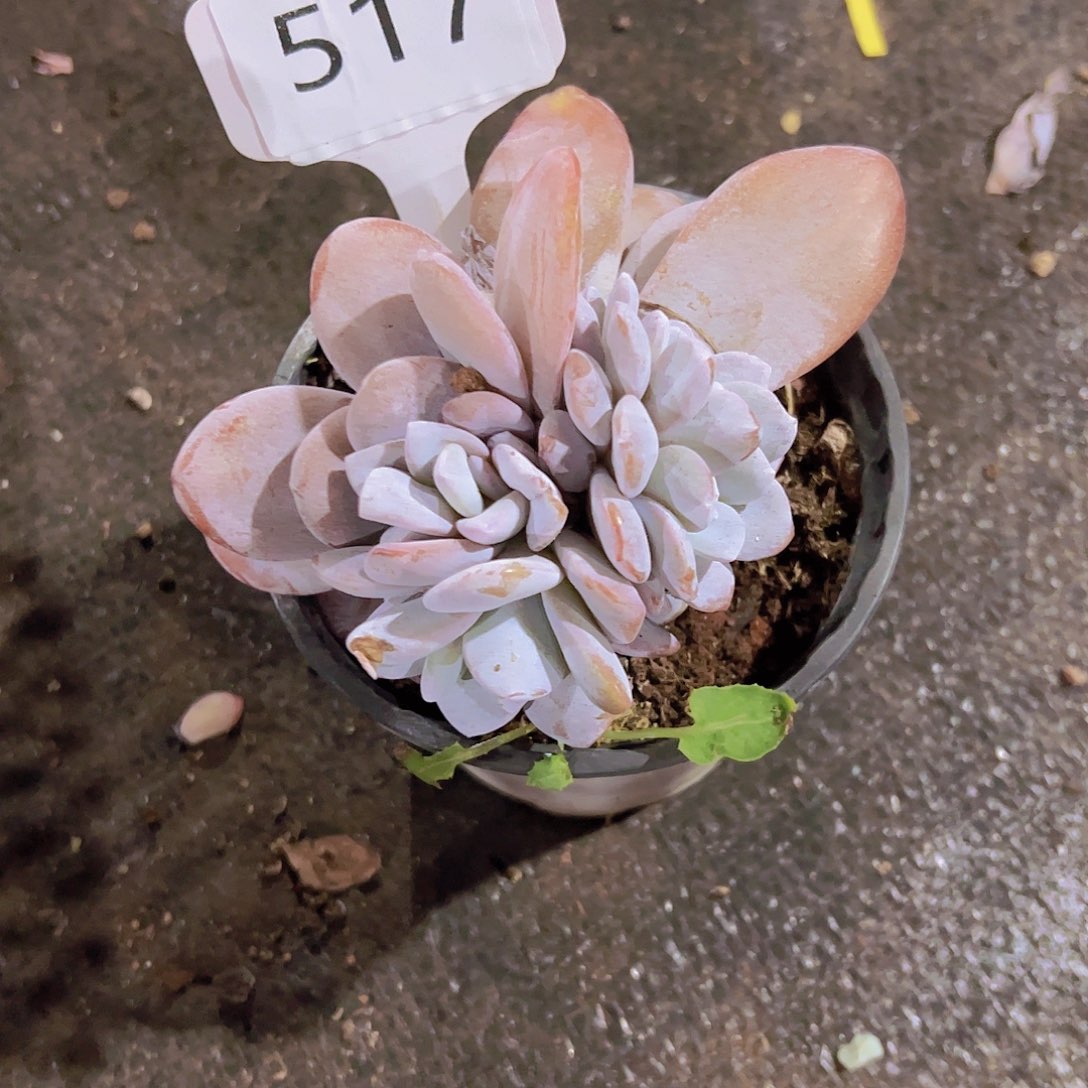 唯***e517奶茶缀化58元元