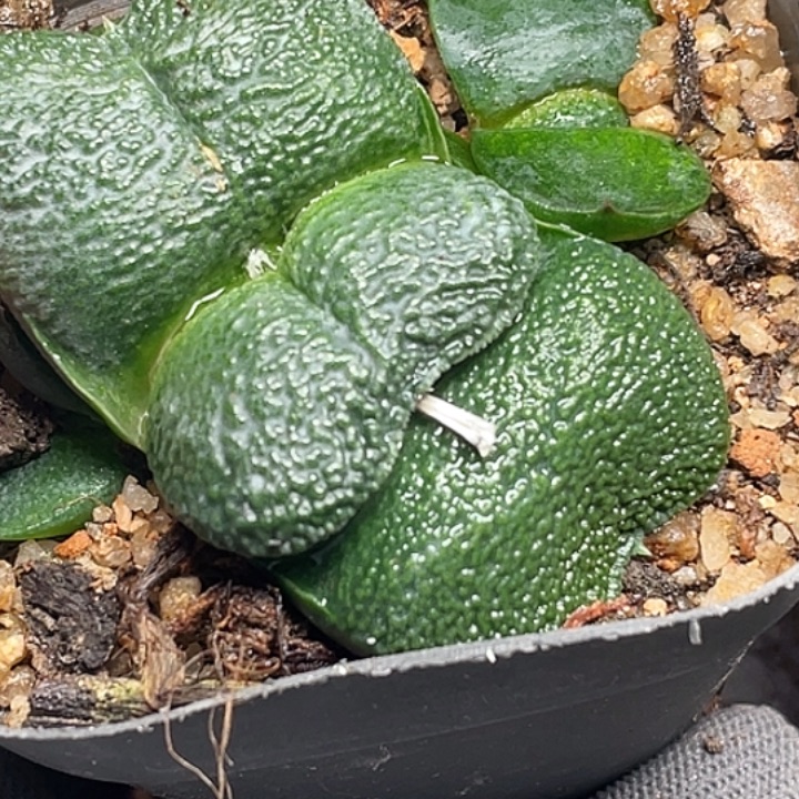 花***季客户专拍一物一拍